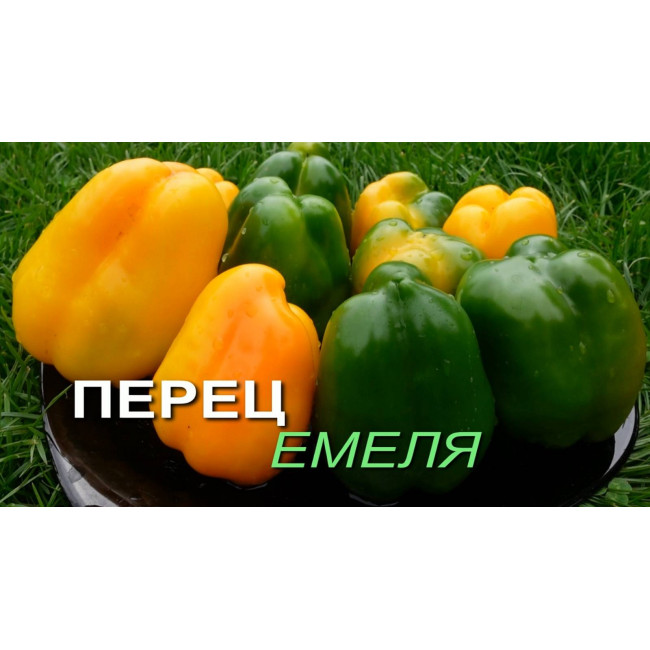 Семена,перец Емеля